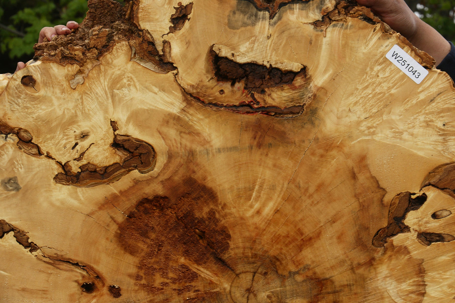 Rustic Box Elder Burl Cookie (Free Shipping Excluded)