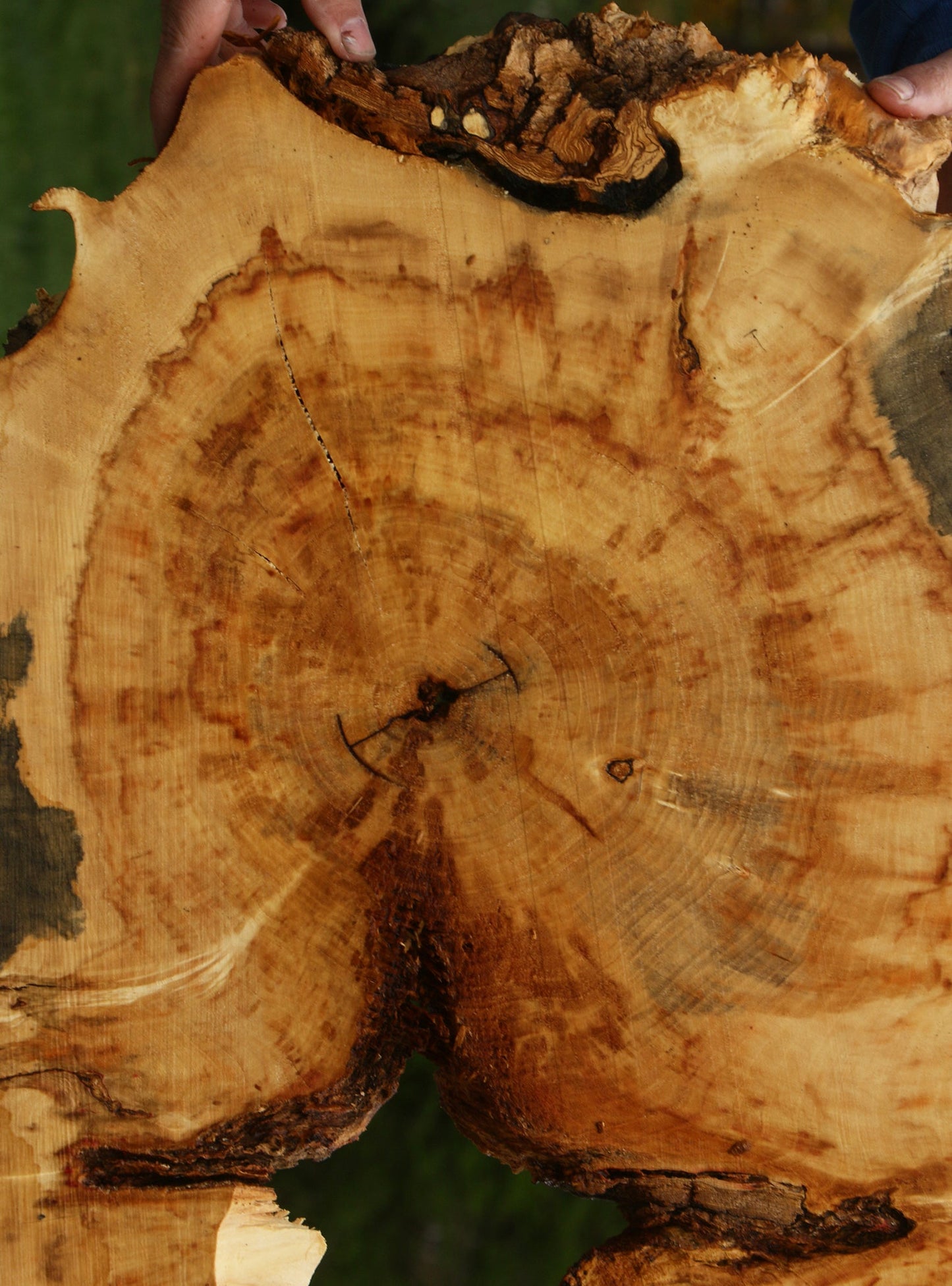 Extra Fancy Rustic Box Elder Cookie