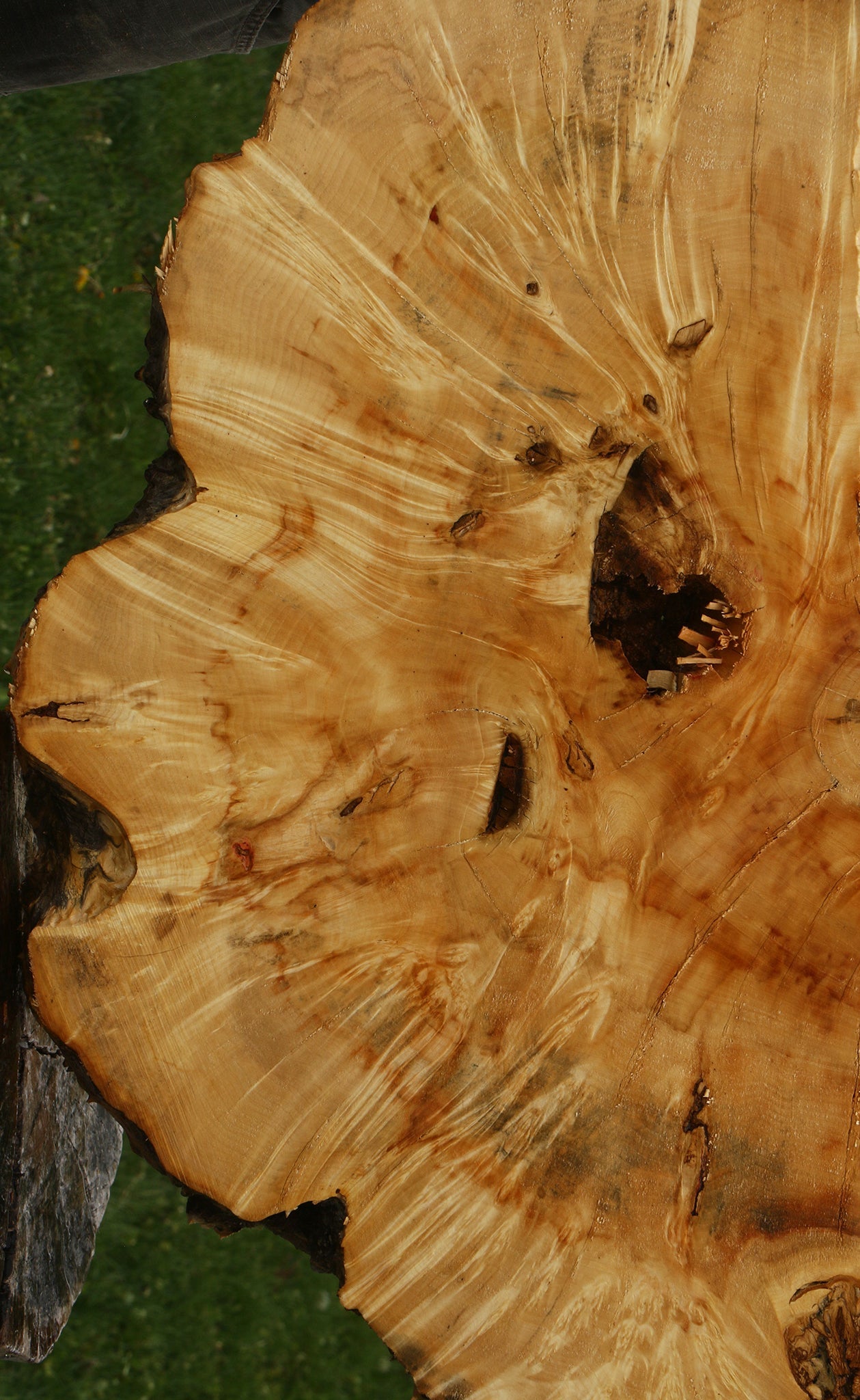 Box Elder Burl Cookie (Free Shipping Excluded)