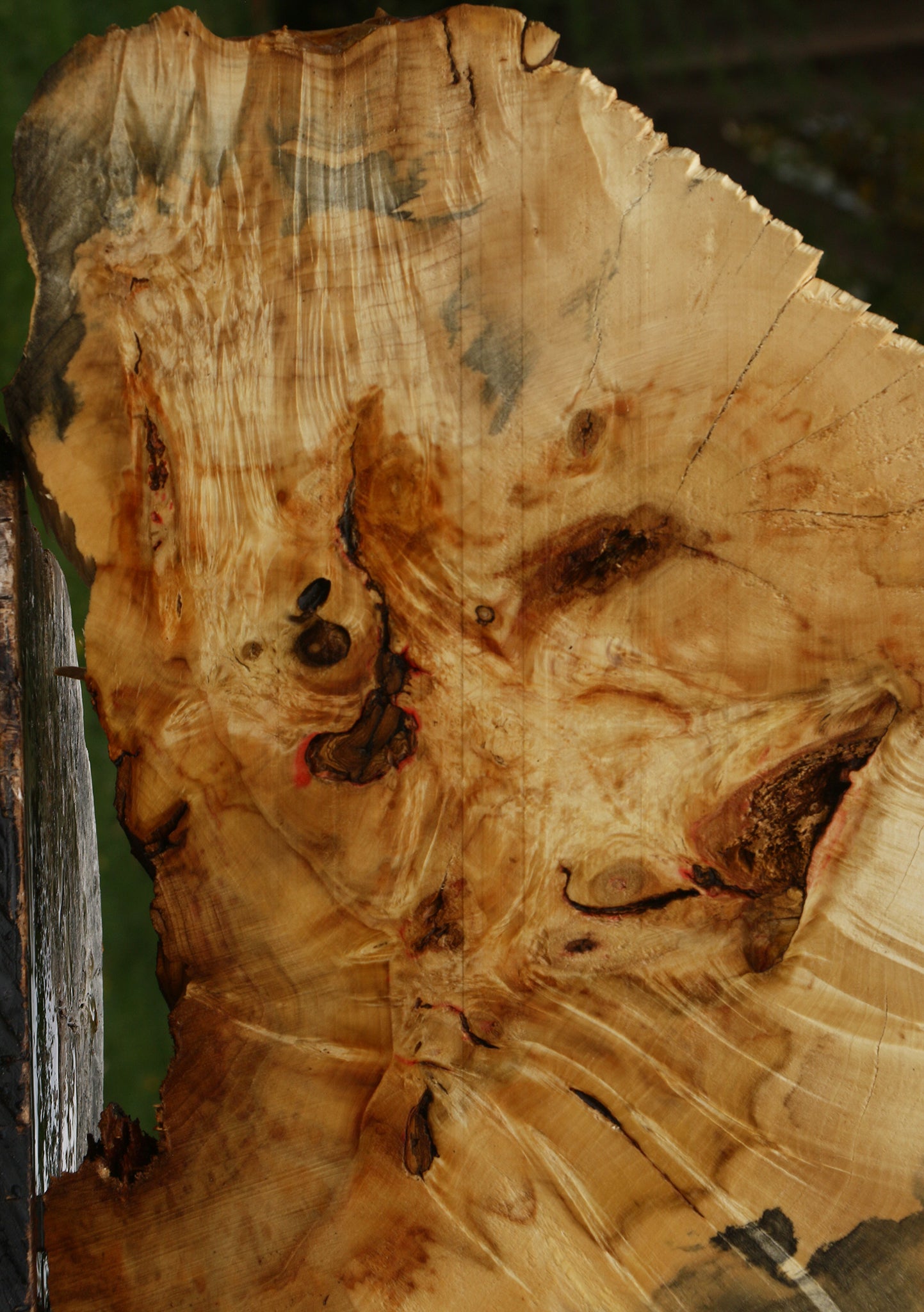 Rustic Box Elder Burl Cookie