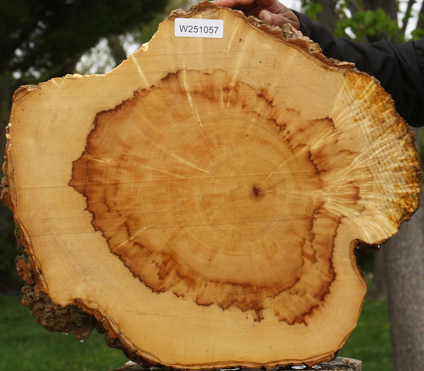 Figured Box Elder Burl Cookie