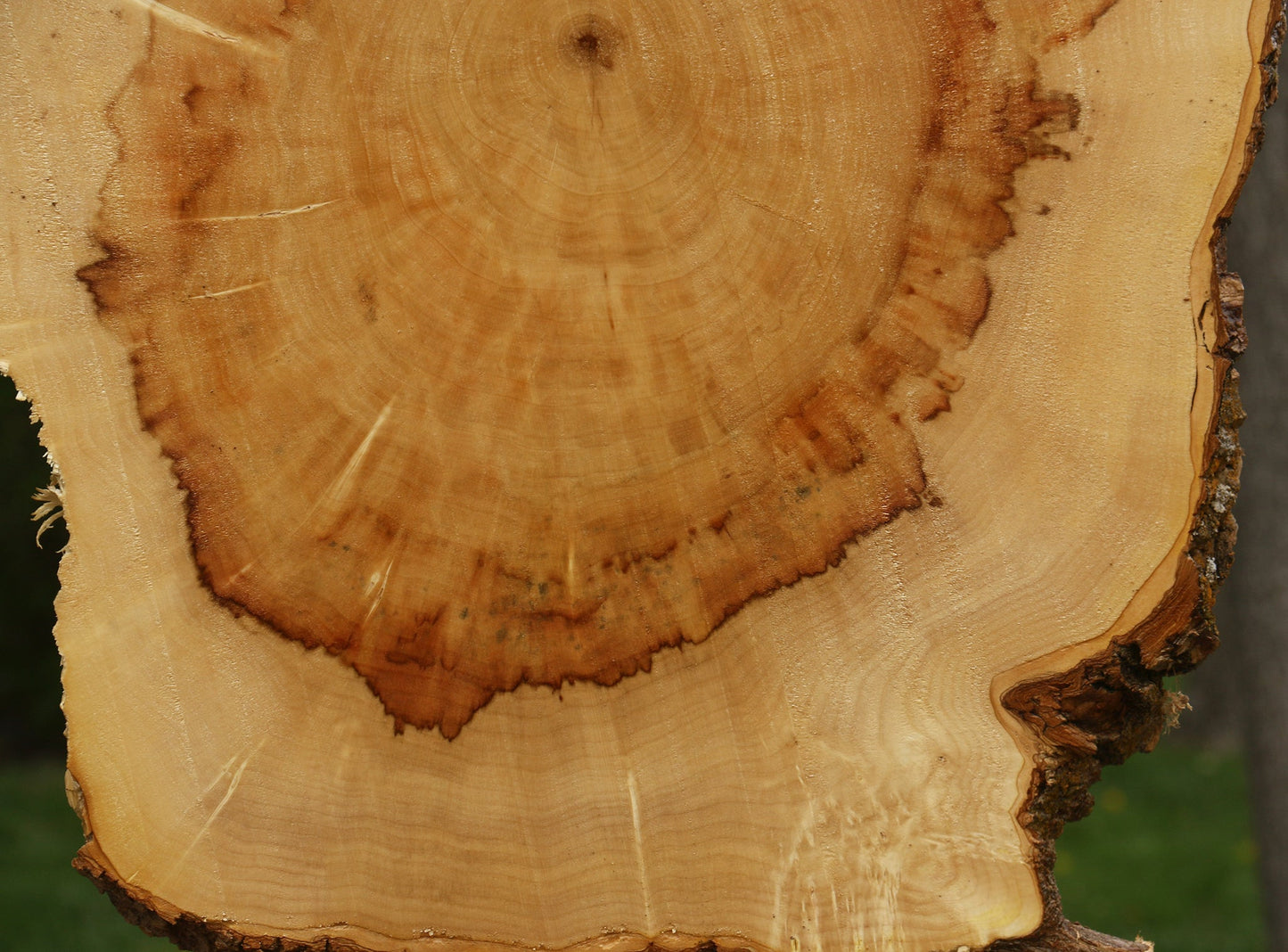 Figured Box Elder Cookie