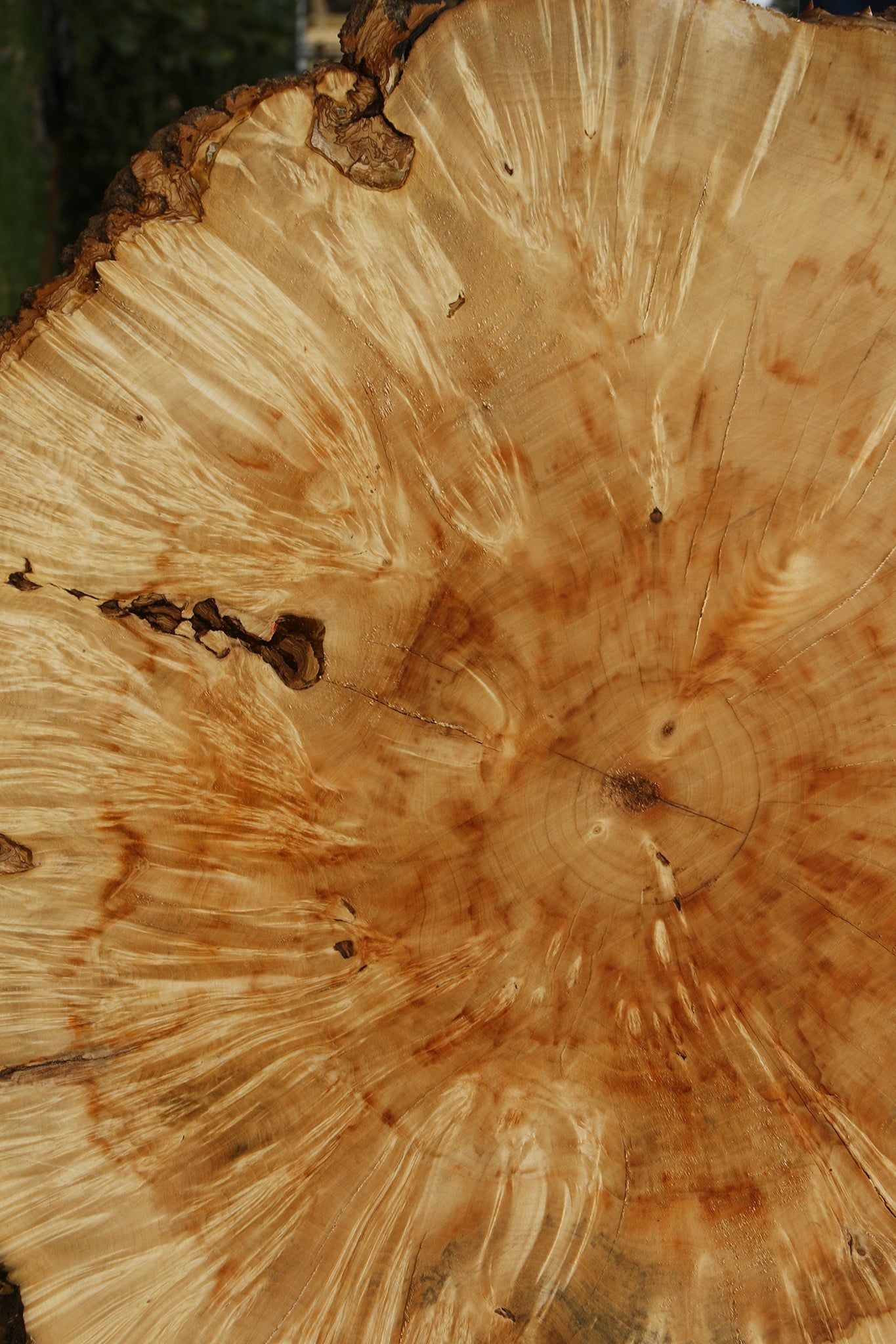 Extra Fancy Box Elder Burl Cookie (Free Shipping Excluded)