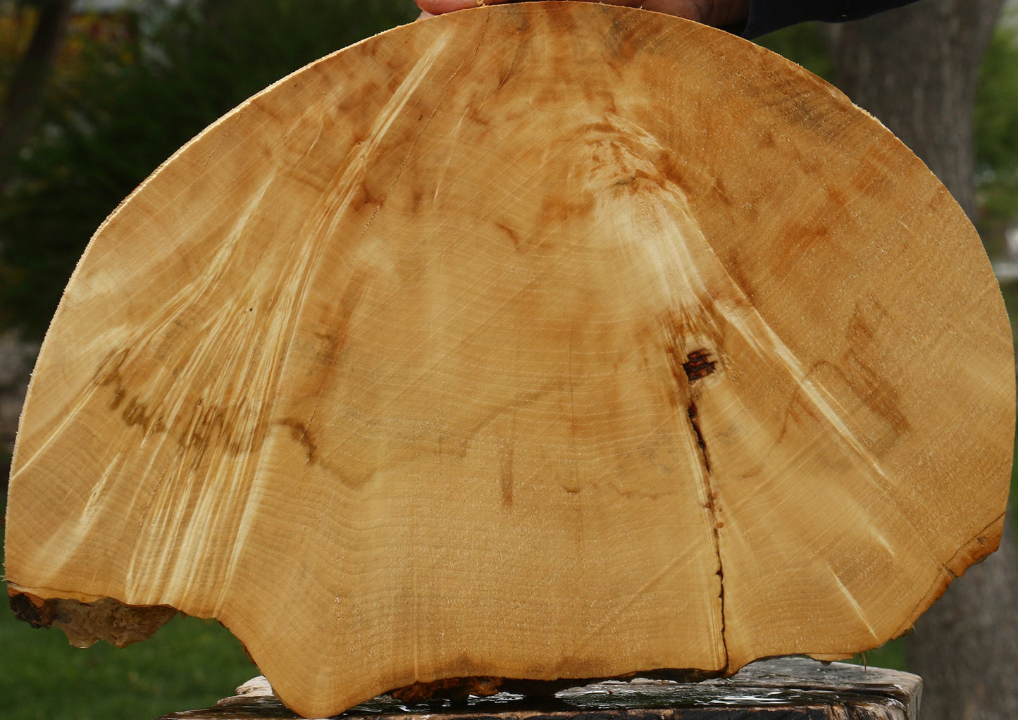 Box Elder Burl Cookie