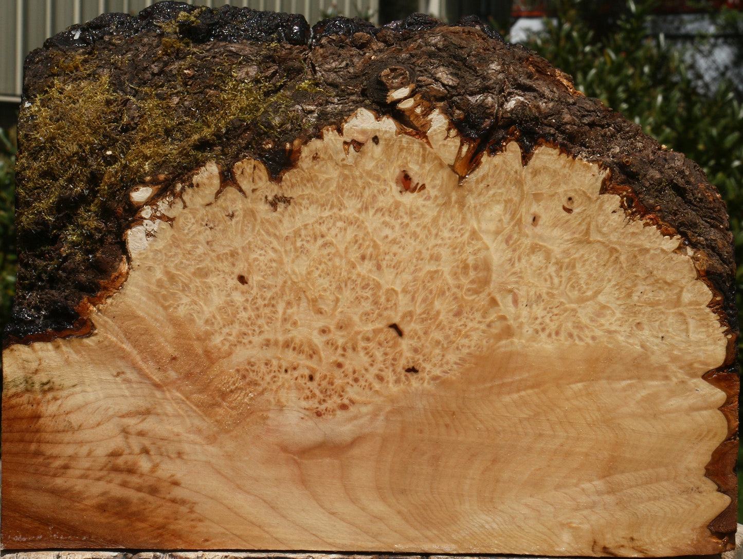 Maple Burl Live Edge Bowl Blank