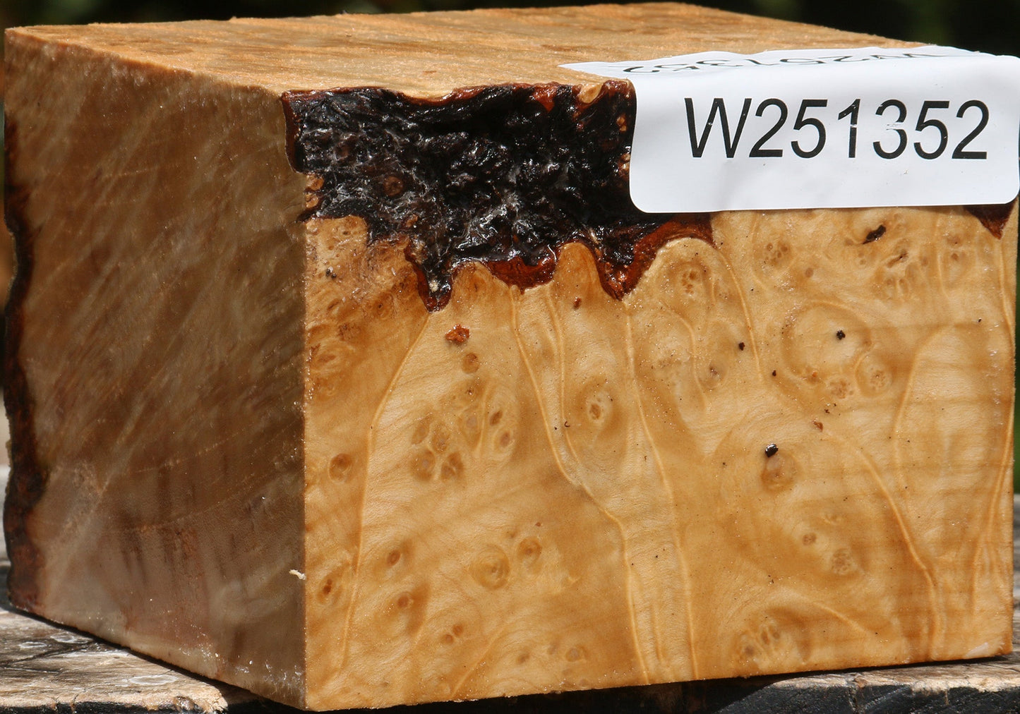 Maple Burl Bowl Blank