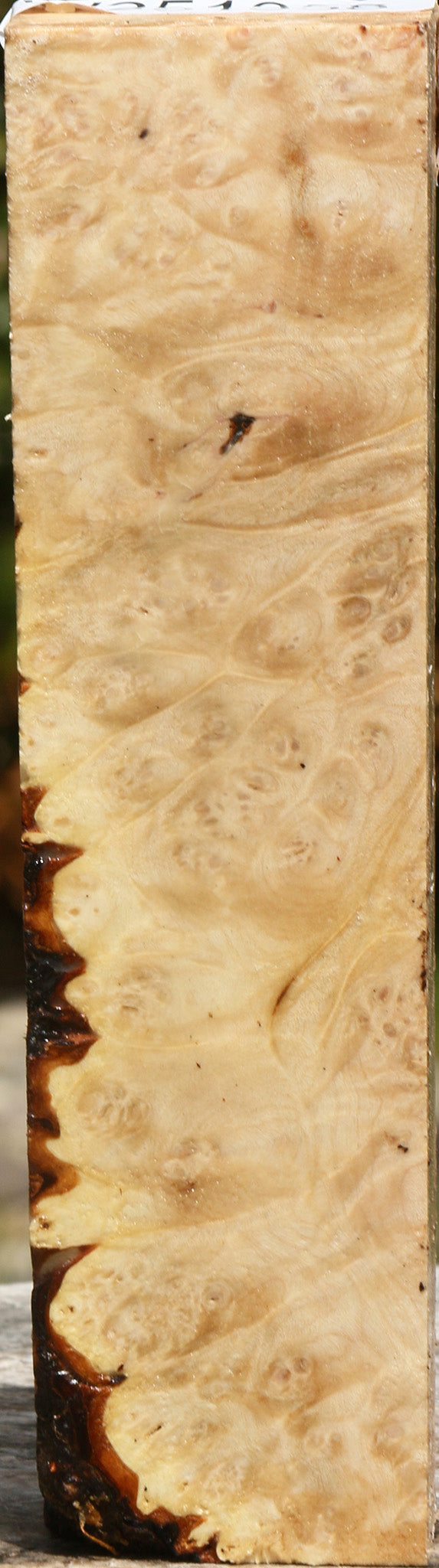 Maple Burl Turning Blank