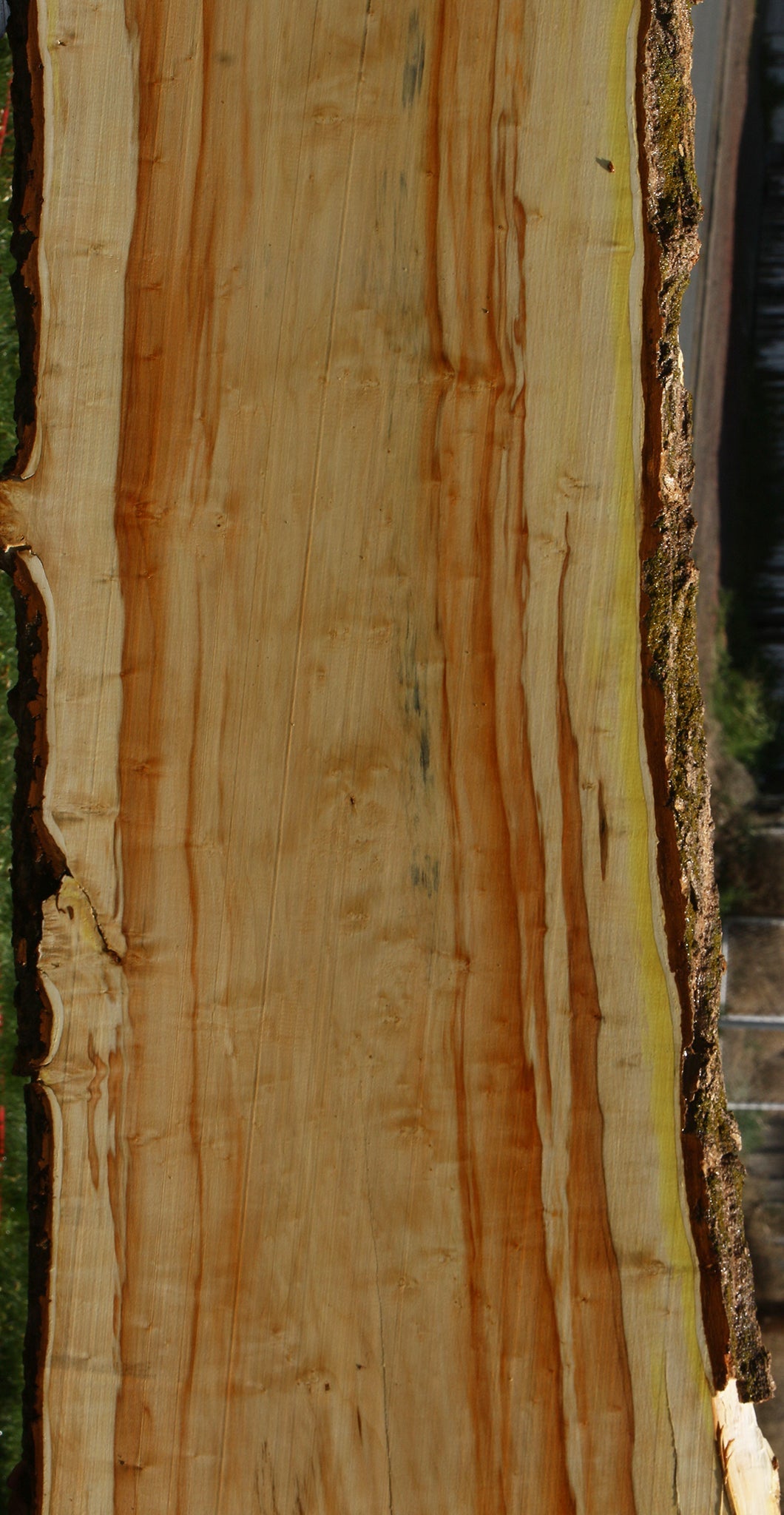 Box Elder Live Edge Slab