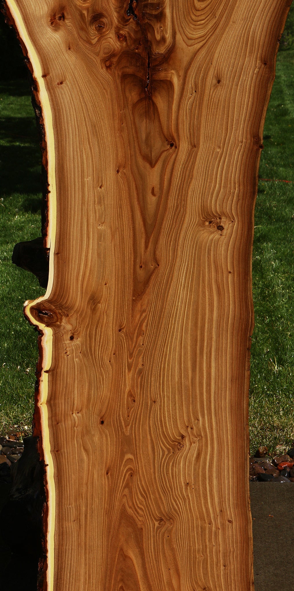 Rustic Elm Live Edge Slab