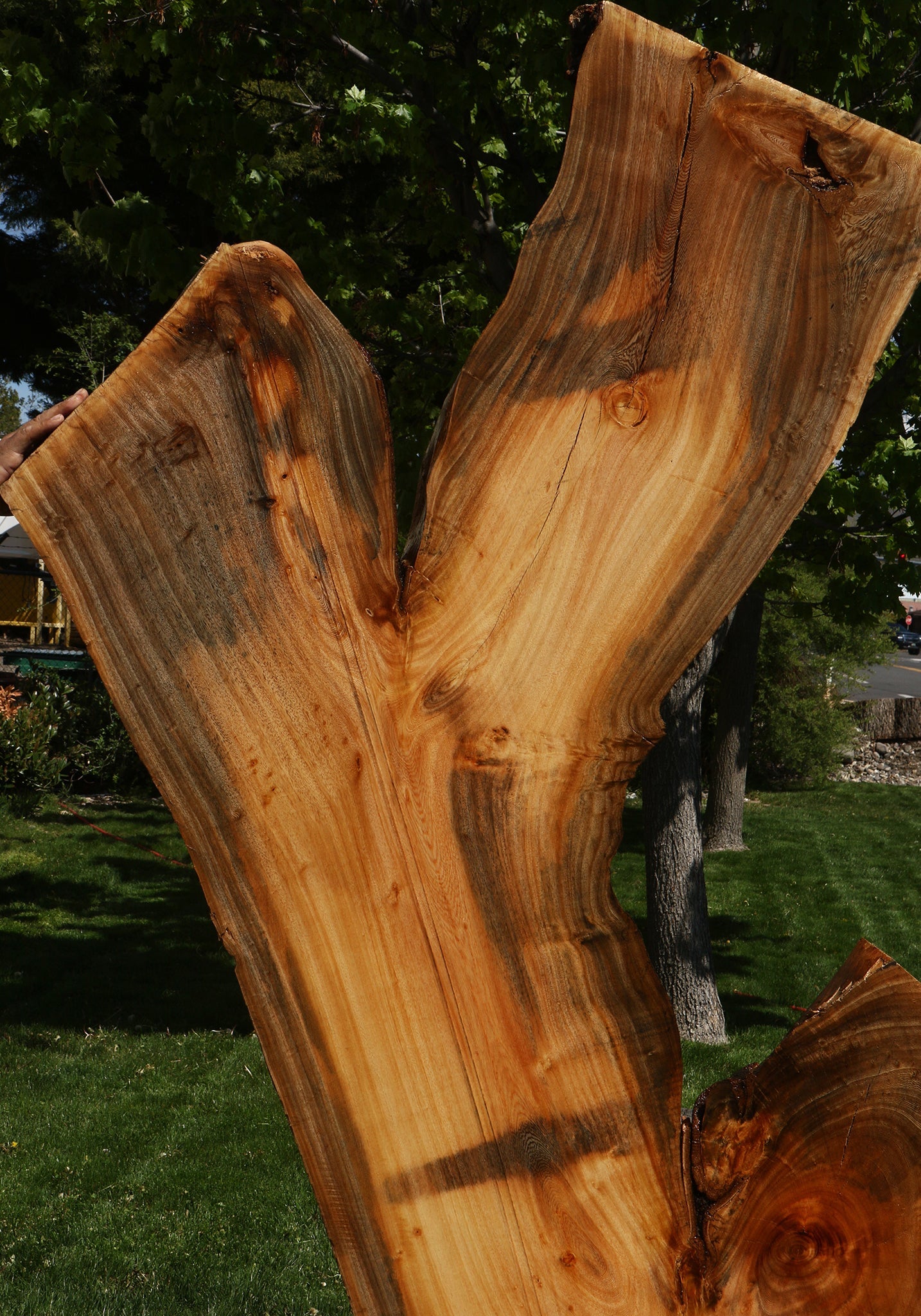 Hackberry Live Edge Slab