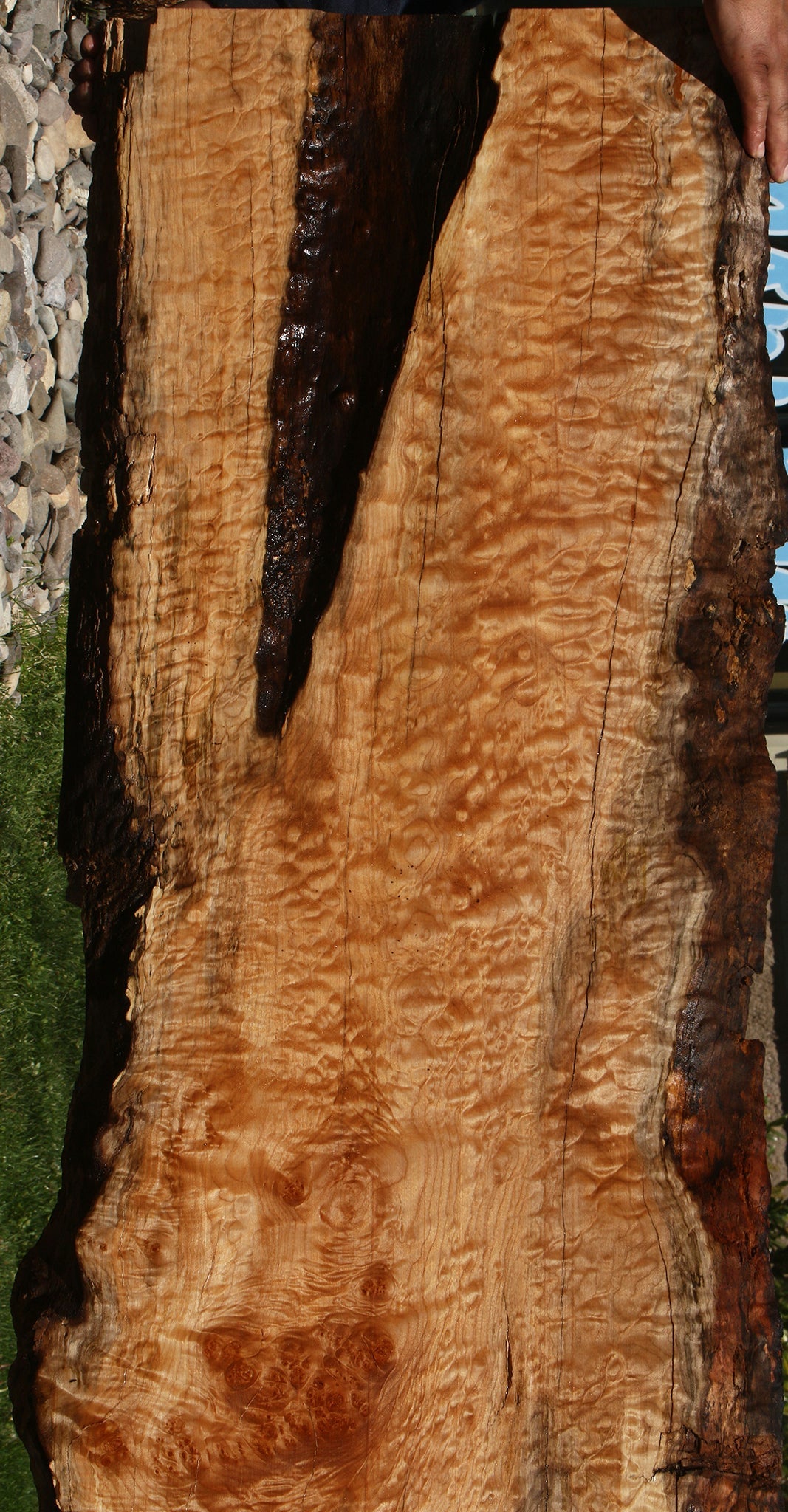 Extra Fancy Rustic Maple Live Edge Slab