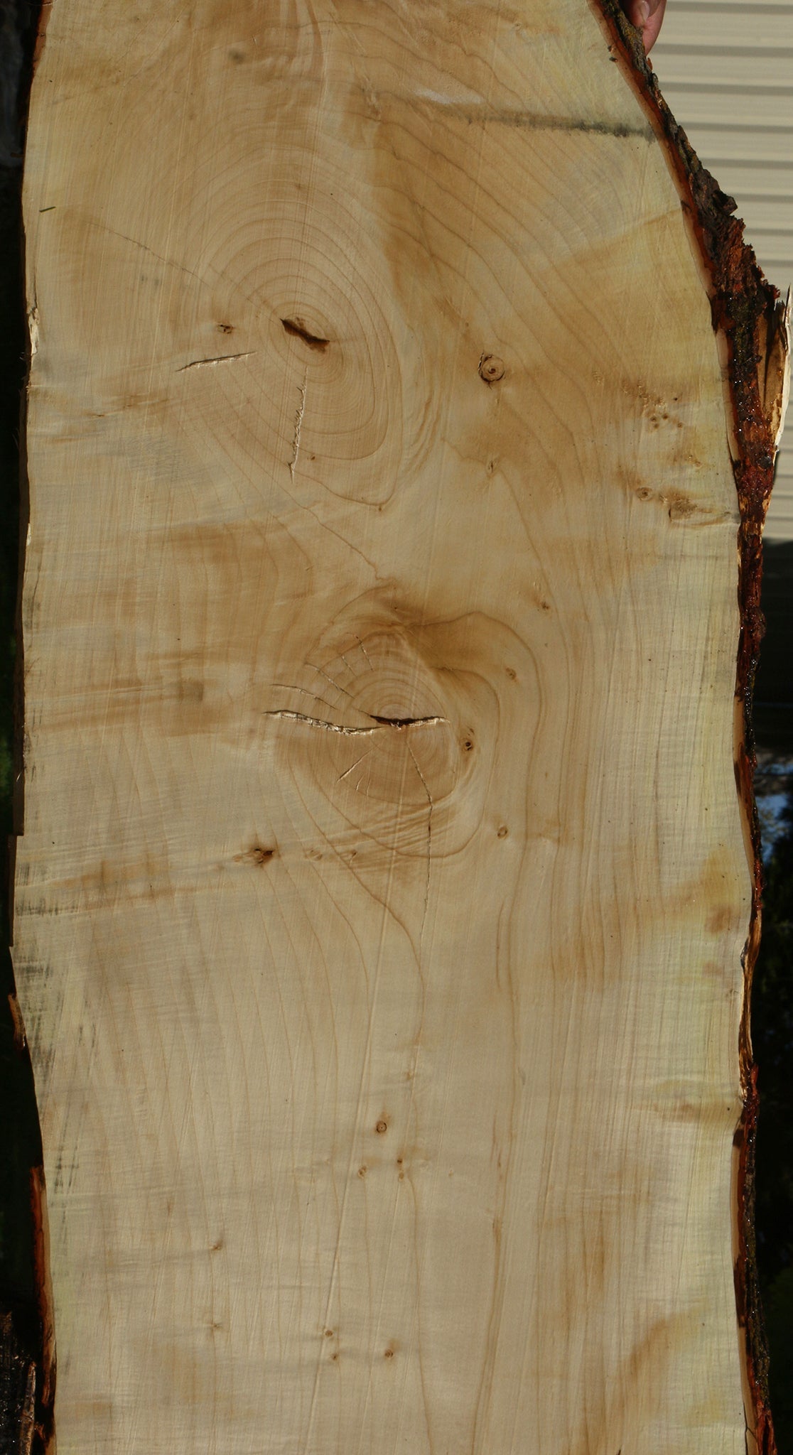 Extra Fancy Silver Maple Live Edge Slab