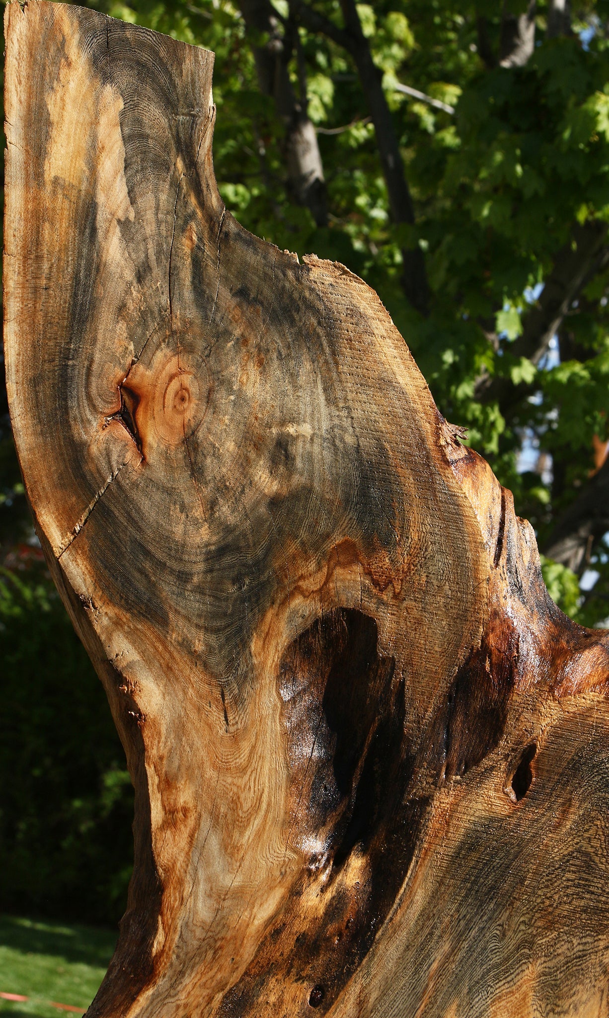 Rustic Hackberry Live Edge Slab