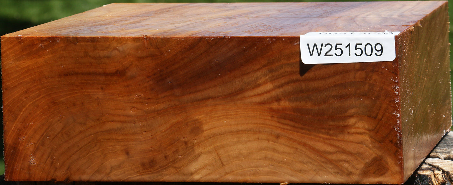 Chinese Elm Bowl Blank
