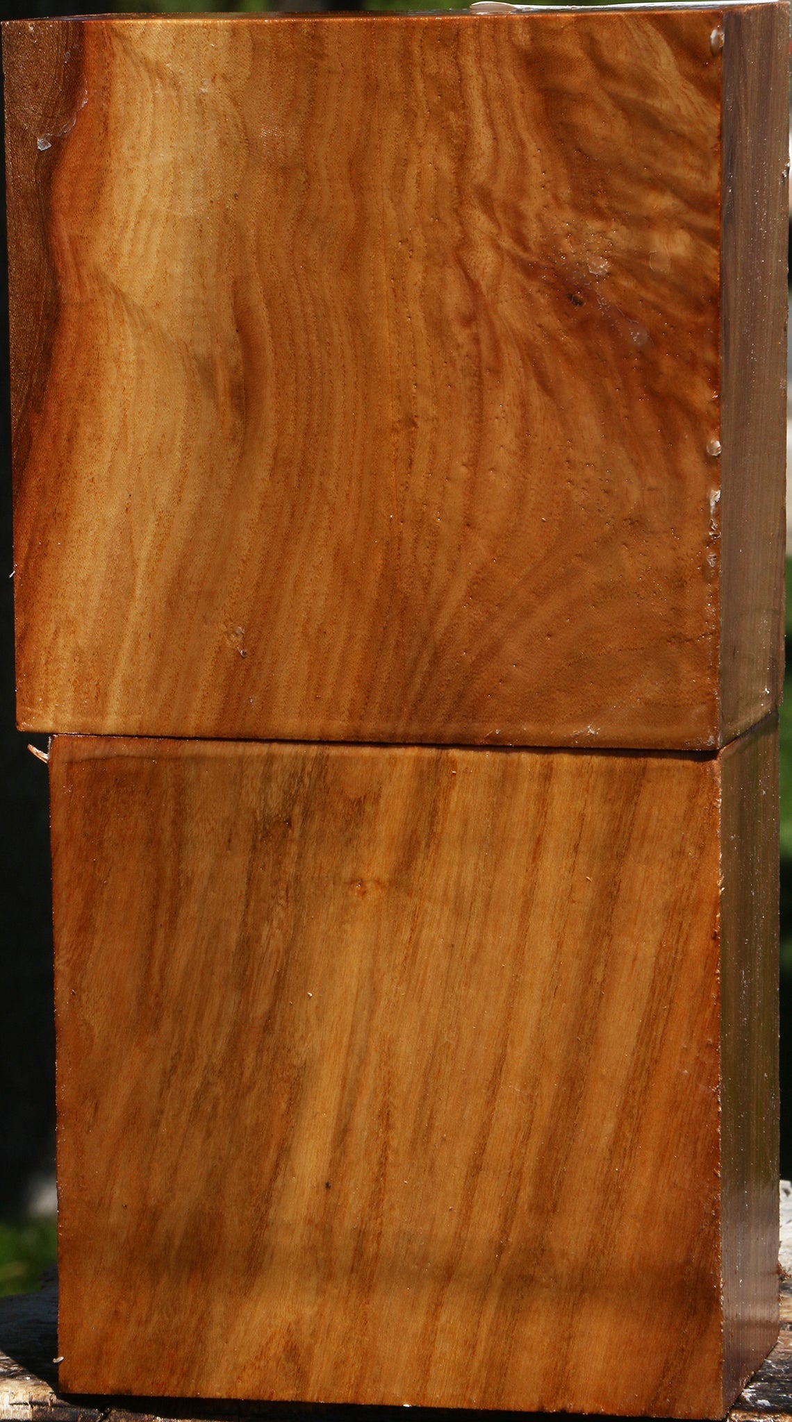 Chinese Elm Bowl Blank 2 Pack