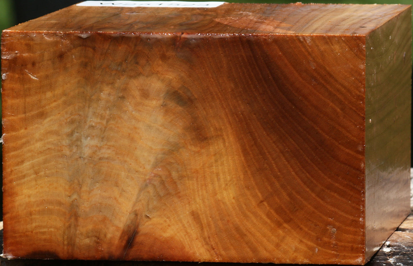 Chinese Elm Bowl Blank