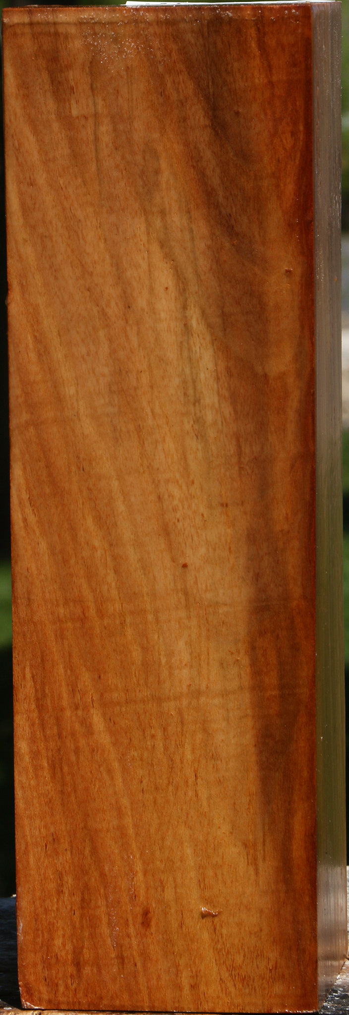 Chinese Elm Peppermill