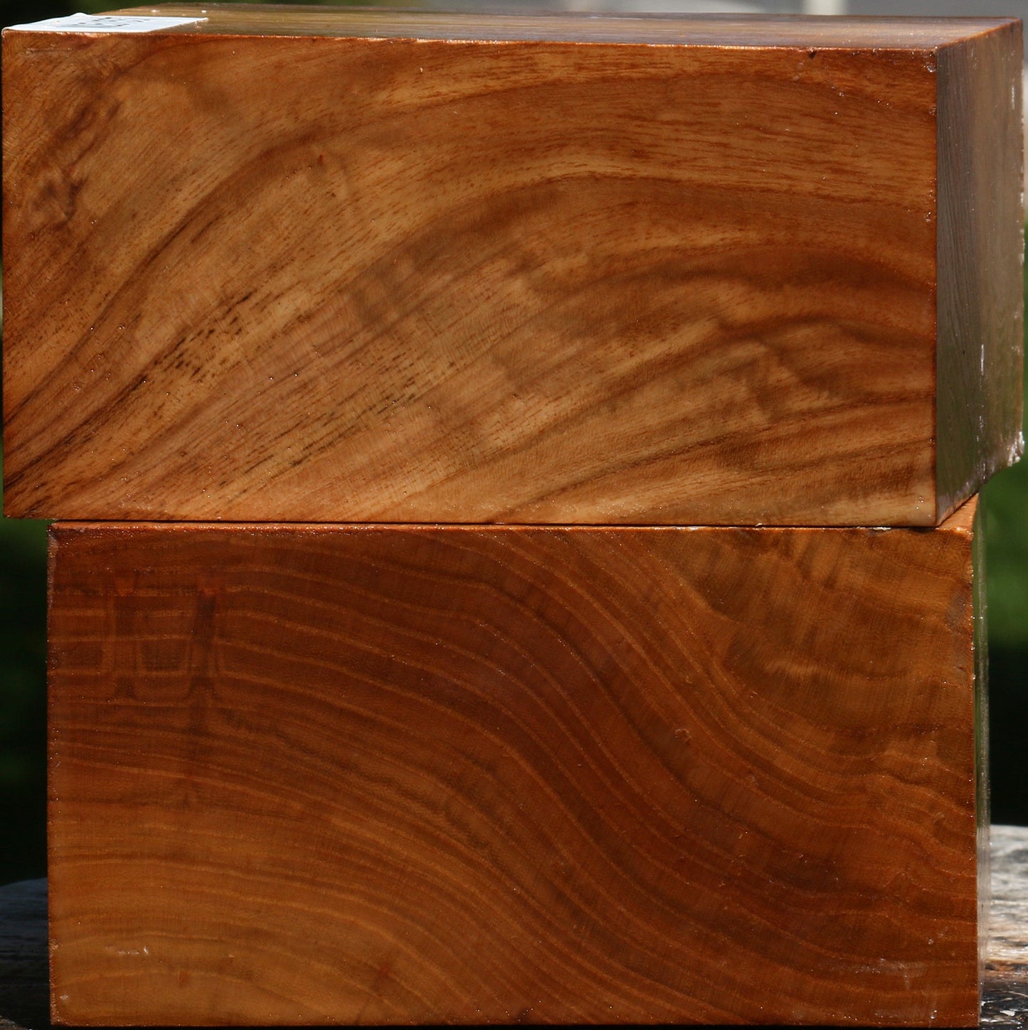 Chinese Elm Bowl Blank 2 Pack