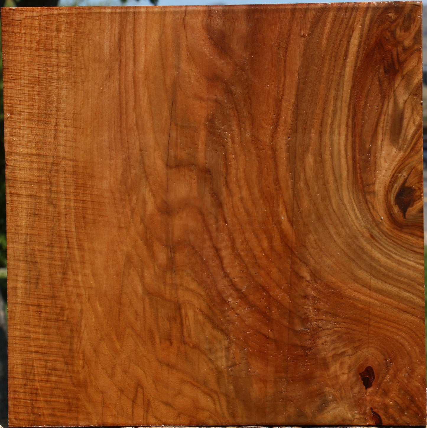 Extra Fancy Chinese Elm Bowl Blank