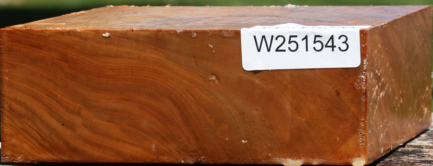 Chinese Elm Bowl Blank