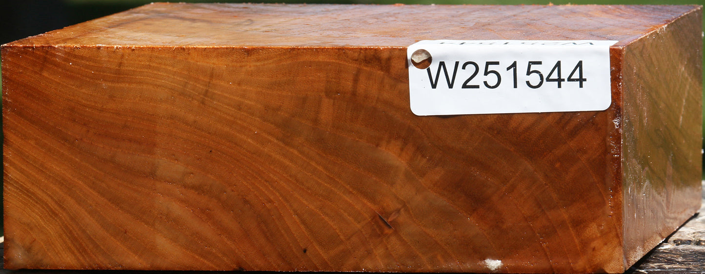 Chinese Elm Bowl Blank