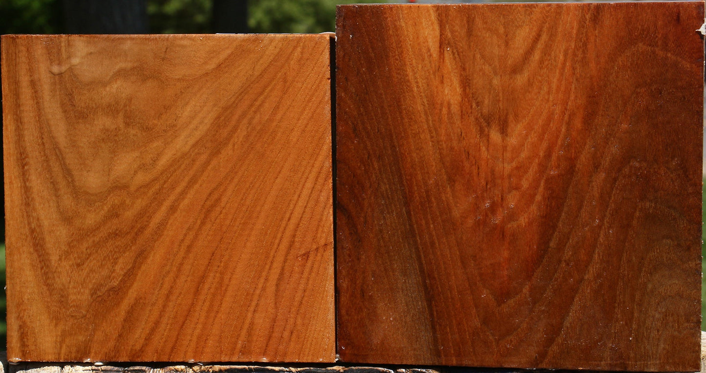 Chinese Elm Bowl Blank 2 Pack