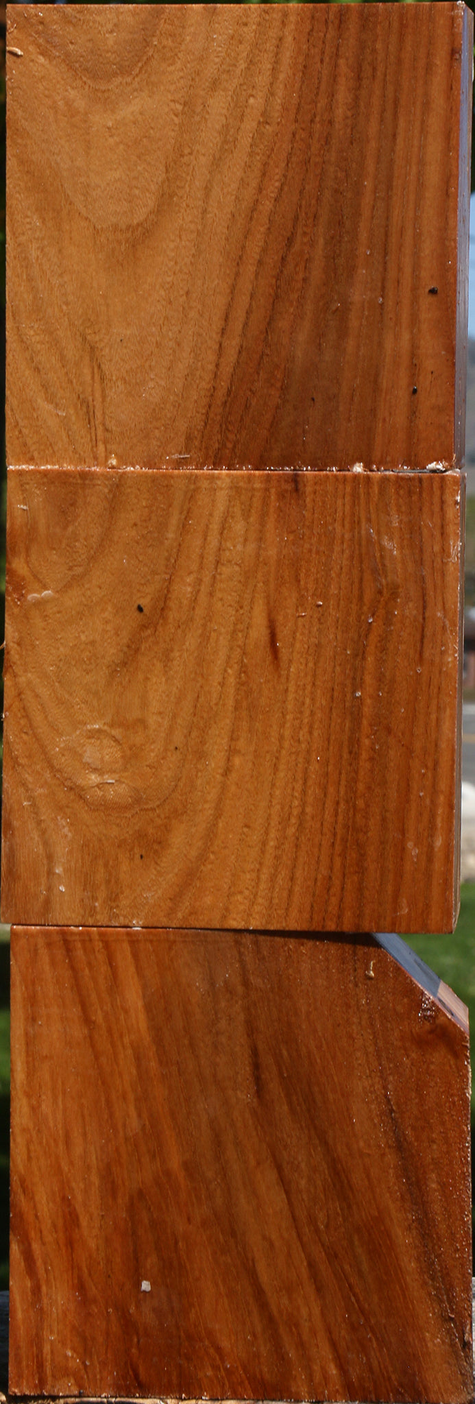 Chinese Elm Bowl Blank 3 Pack