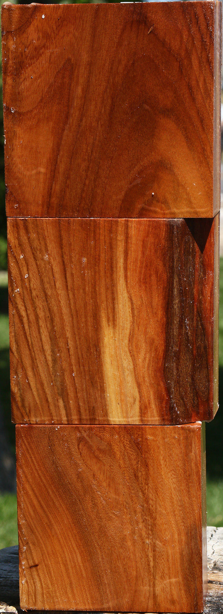 Chinese Elm Bowl Blank 3 Pack