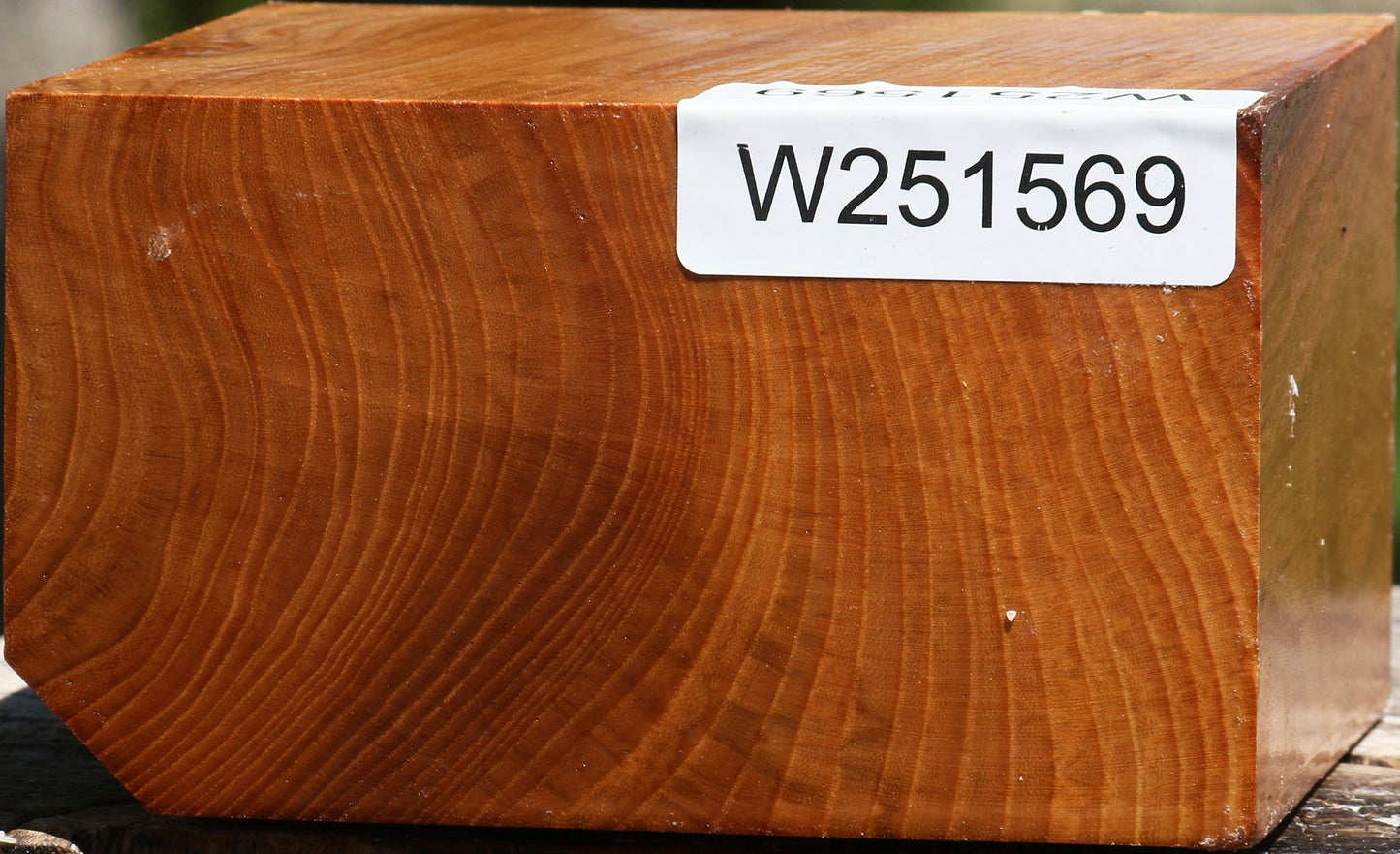 Chinese Elm Bowl Blank
