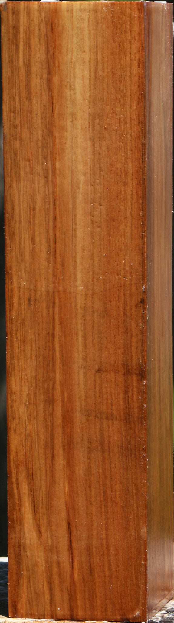 Chinese Elm Peppermill