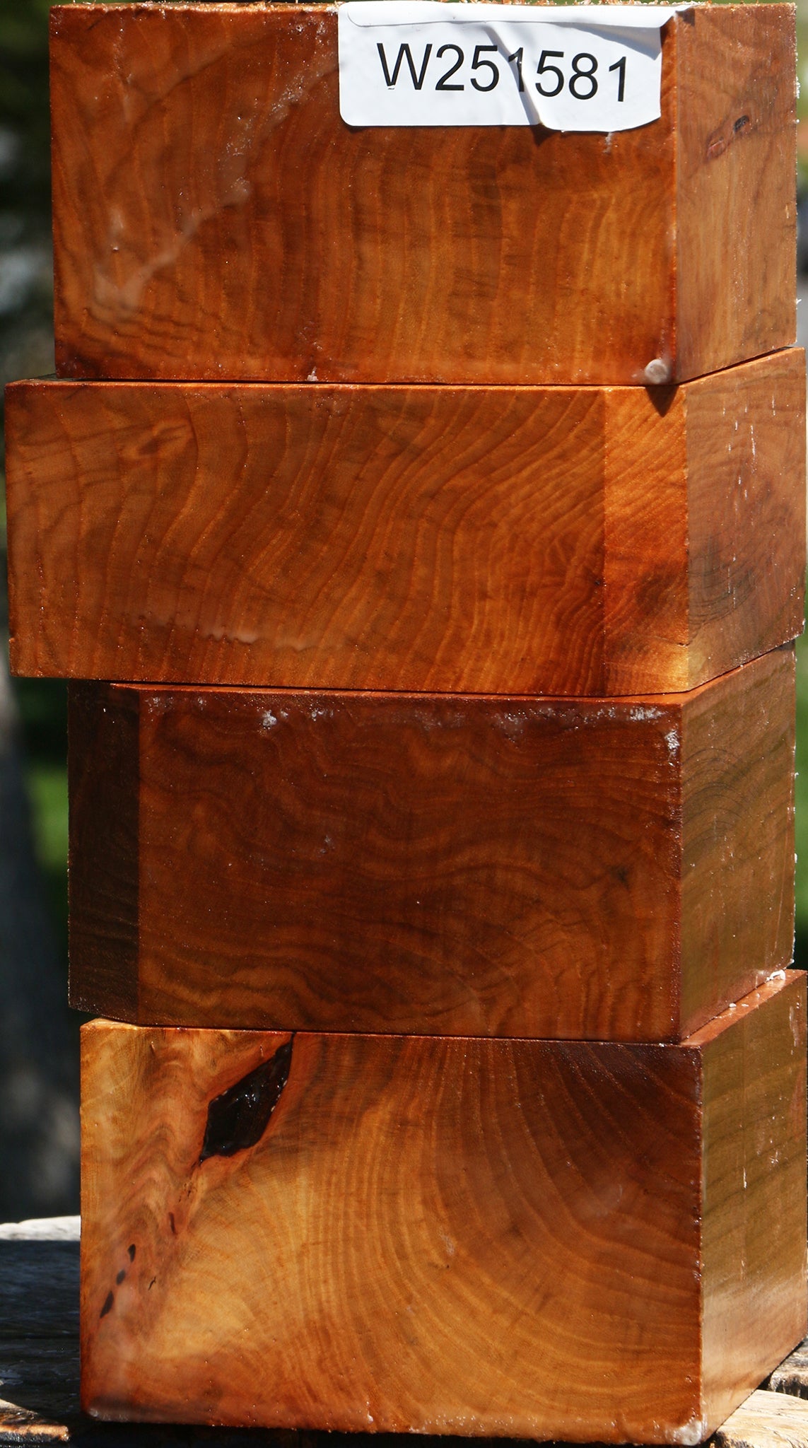 Chinese Elm Bowl Blank 4 Pack
