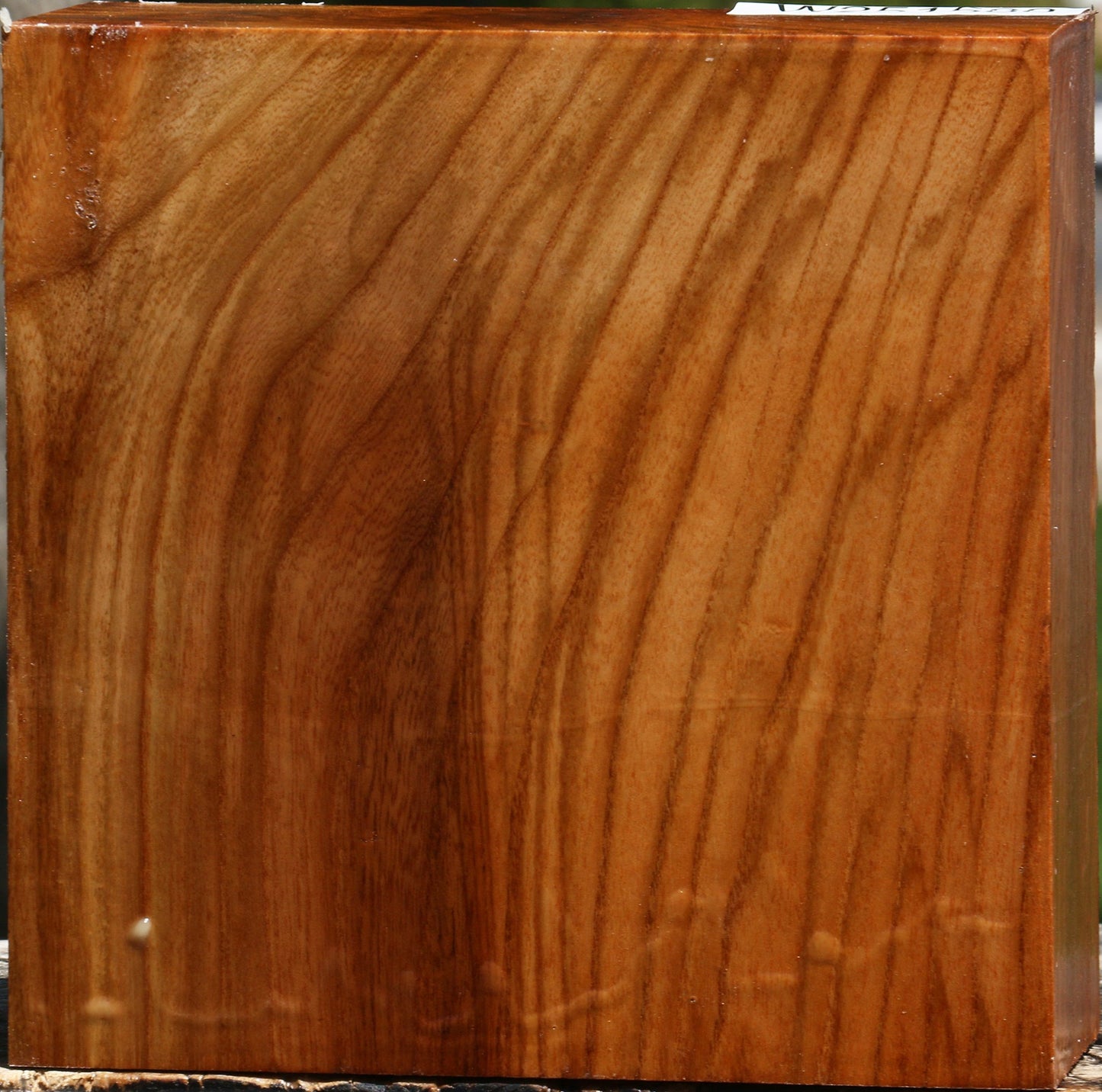 Extra Fancy Chinese Elm Bowl Blank