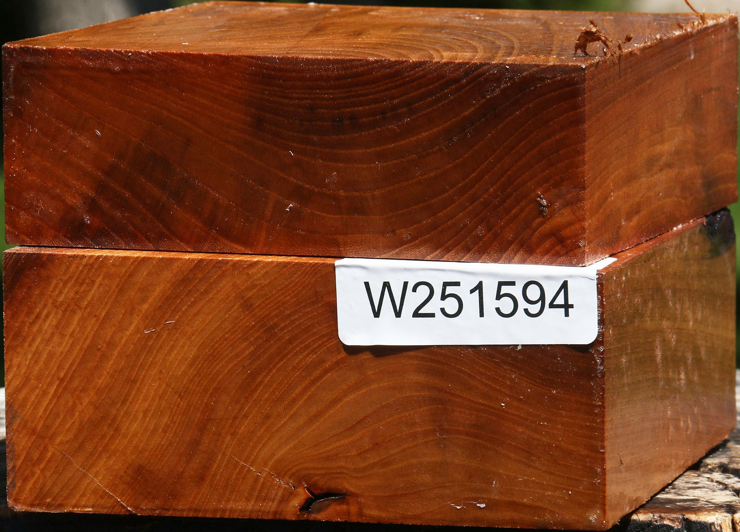 Chinese Elm Bowl Blank 2 Pack