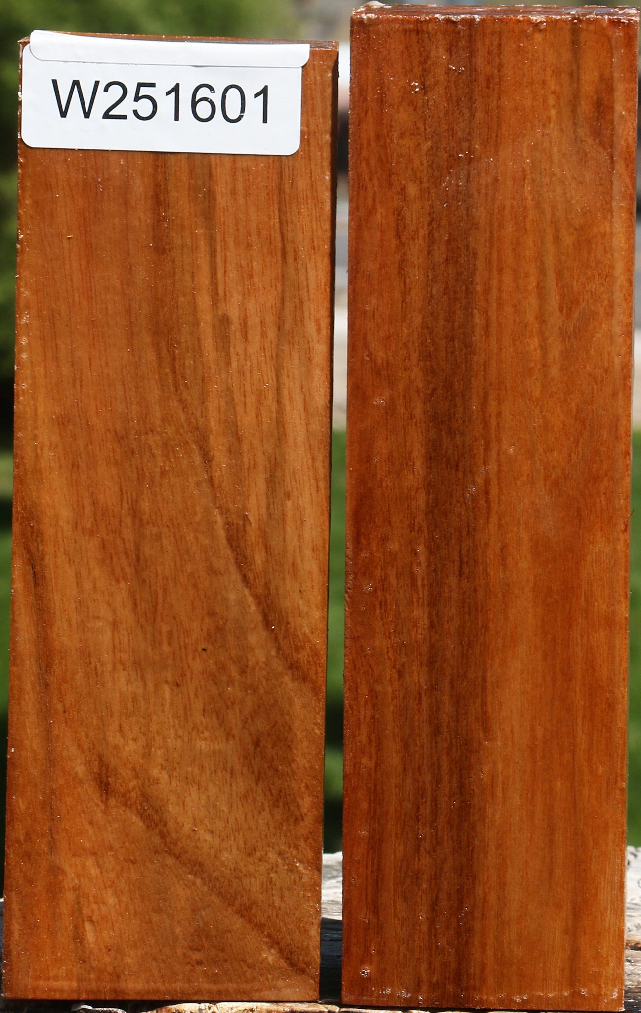 Chinese Elm Turning Square 2 Pack