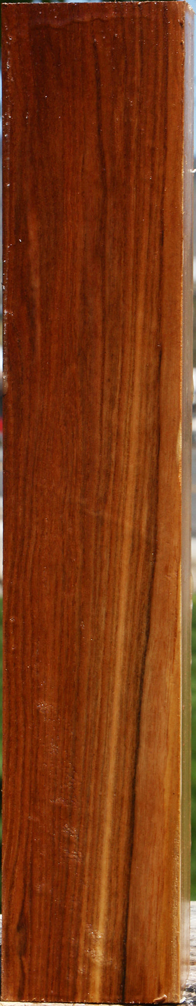 Chinese Elm Peppermill