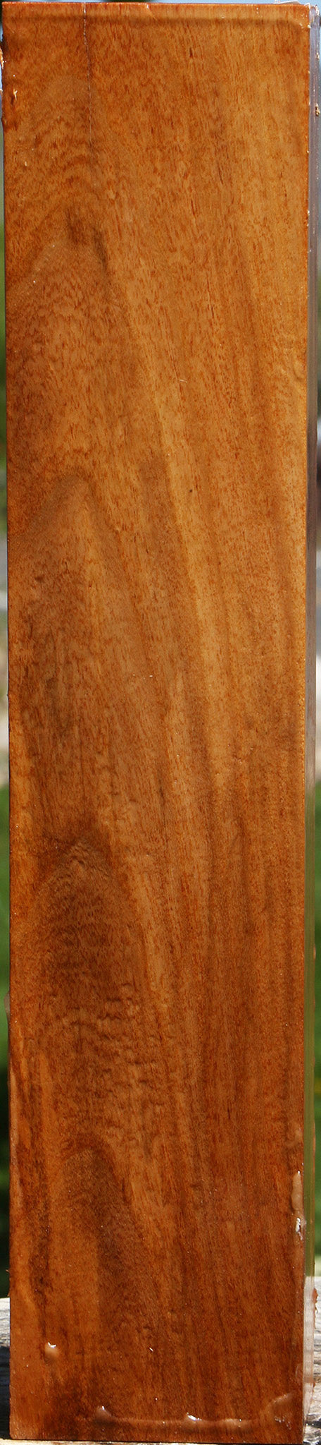 Chinese Elm Peppermill