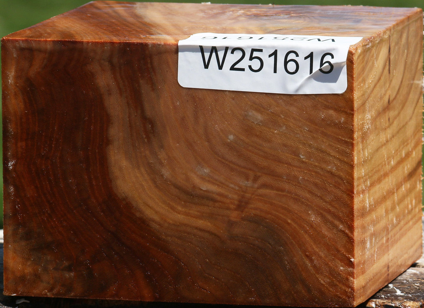 Chinese Elm Bowl Blank