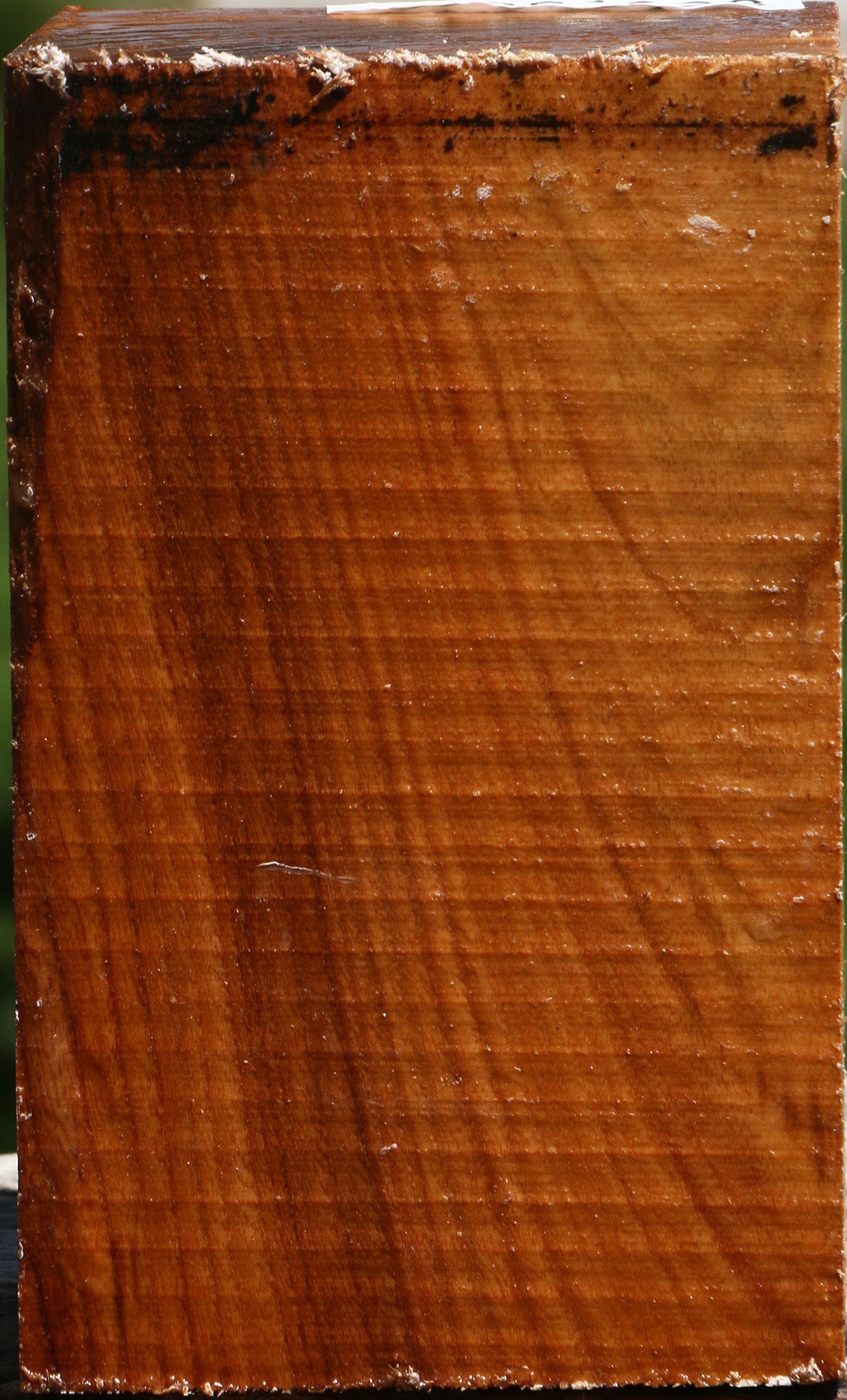 Chinese Elm Turning Blank