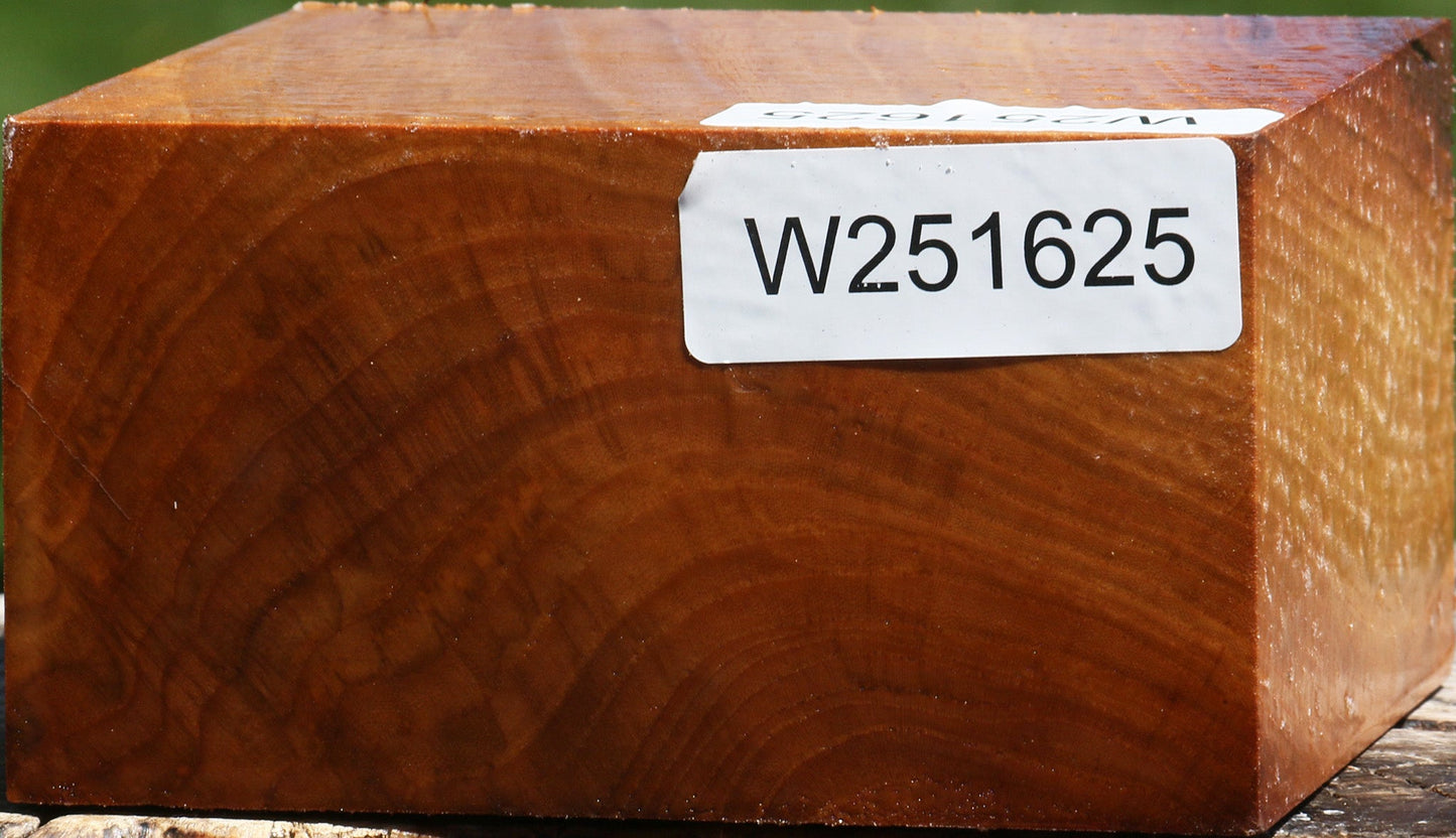 Chinese Elm Bowl Blank