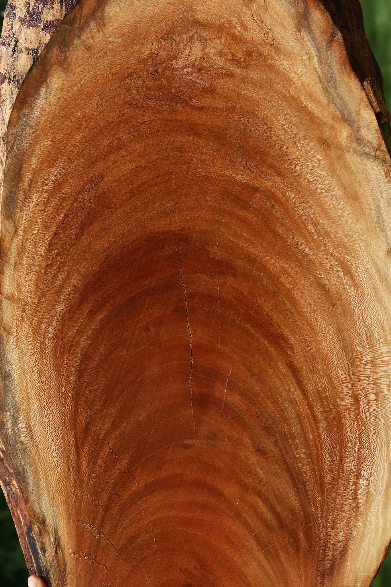 Sycamore Live Edge Mini Slab