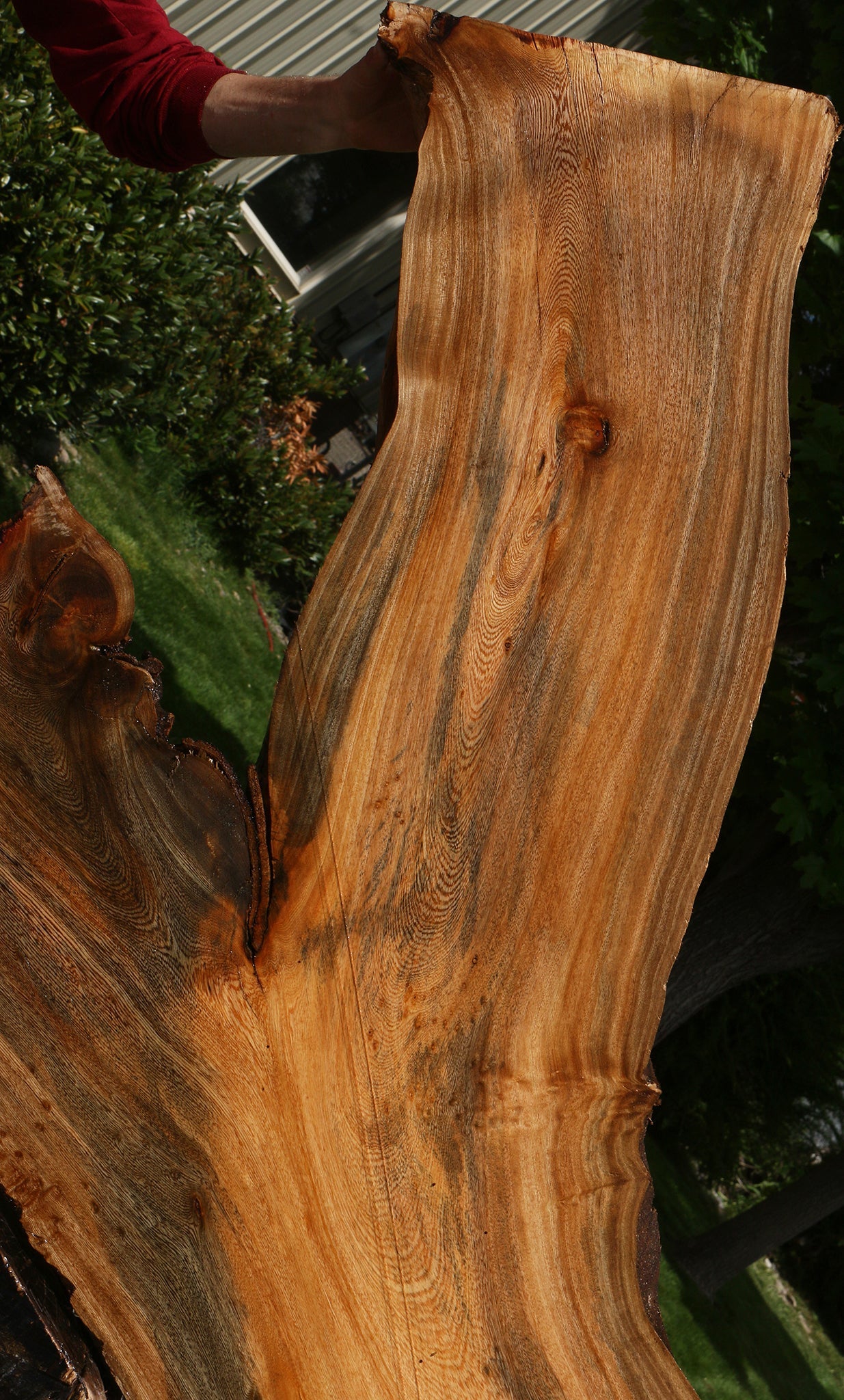 Hackberry Live Edge Slab