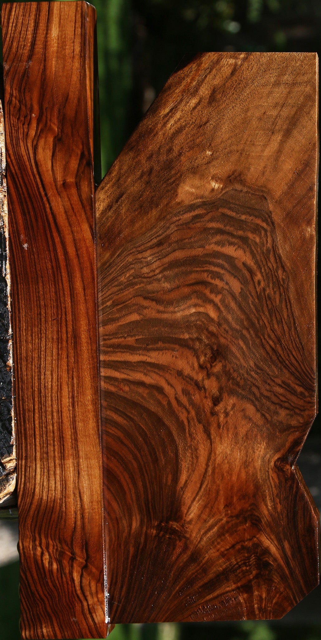 Exhibition English Walnut Forend and Butt Stock 2 Pack