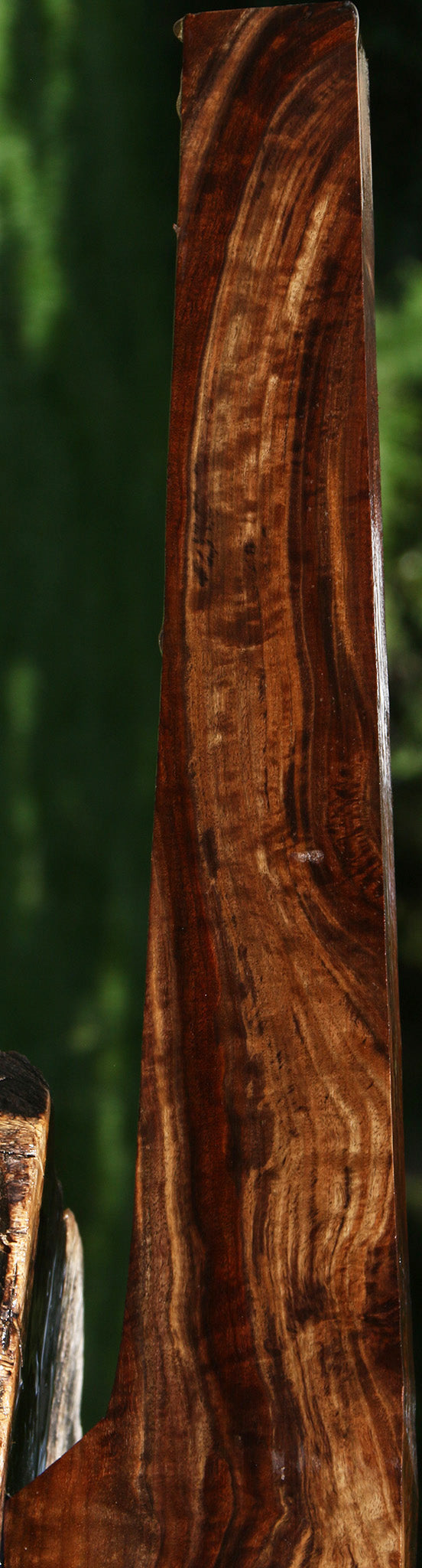 AAA Exhibition Claro Walnut Gun Blank