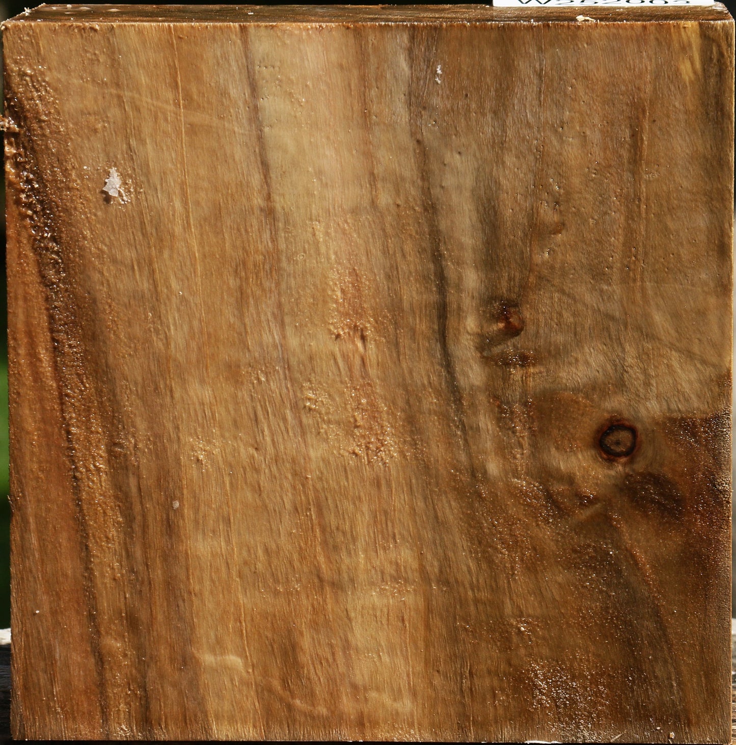 California Cottonwood Bowl Blank