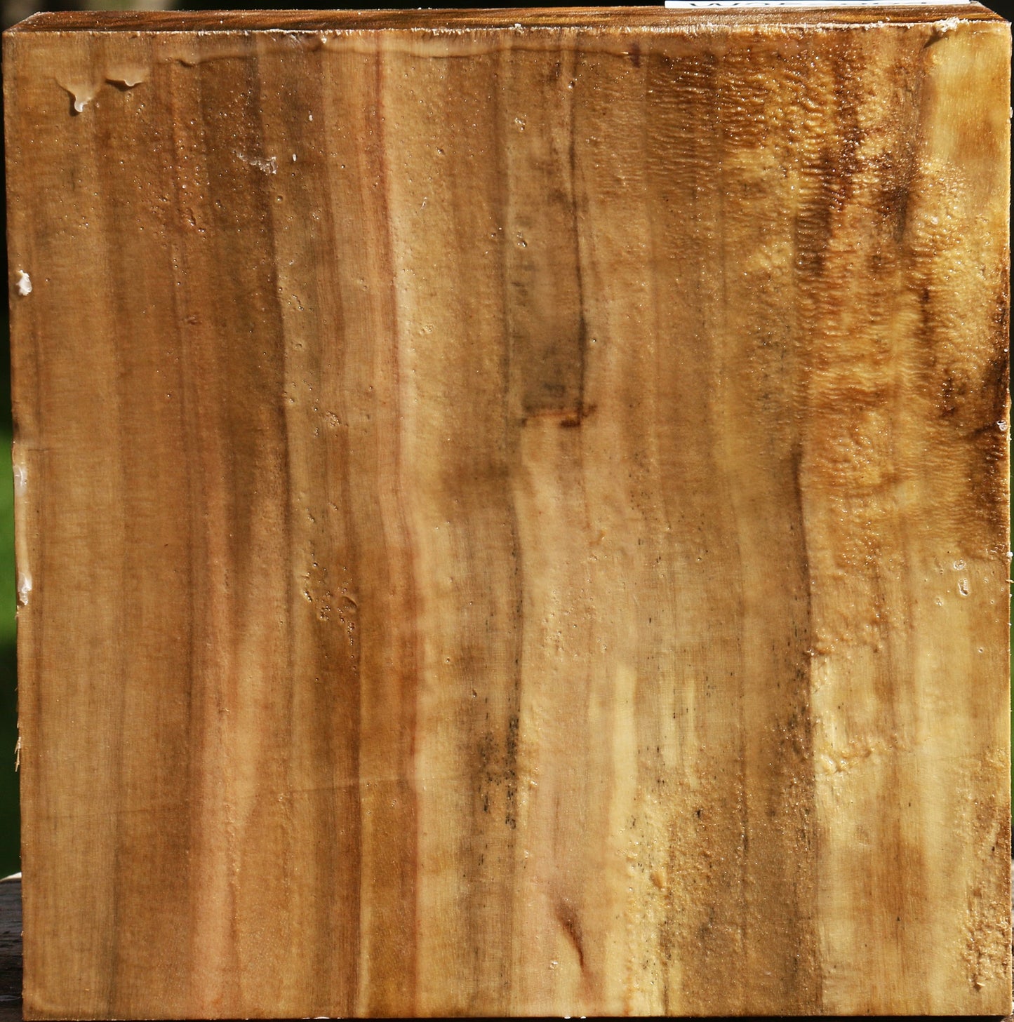 Figured California Cottonwood Bowl Blank
