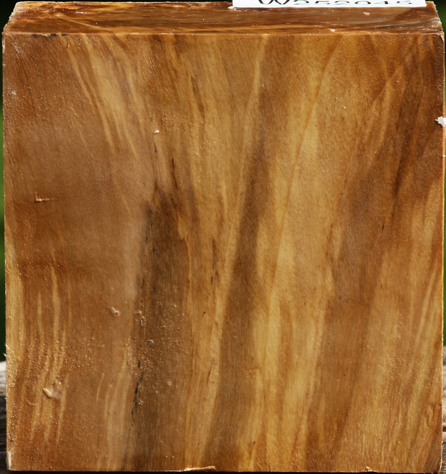 Figured California Cottonwood Bowl Blank