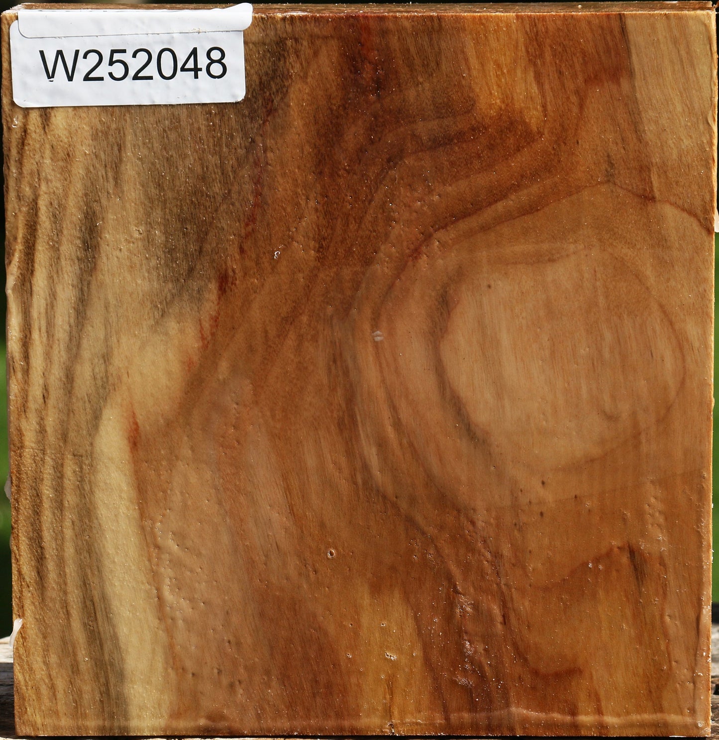 California Cottonwood Bowl Blank