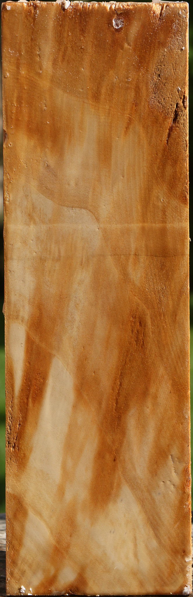 California Cottonwood Vessel Blank