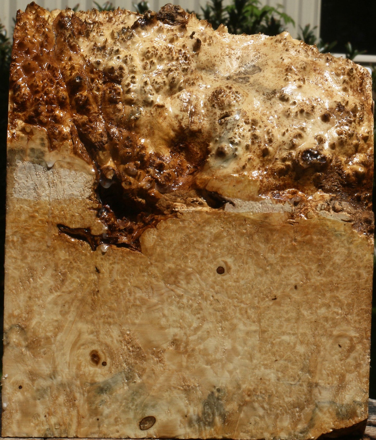 Rustic Box Elder Burl Live Edge Turning Blank