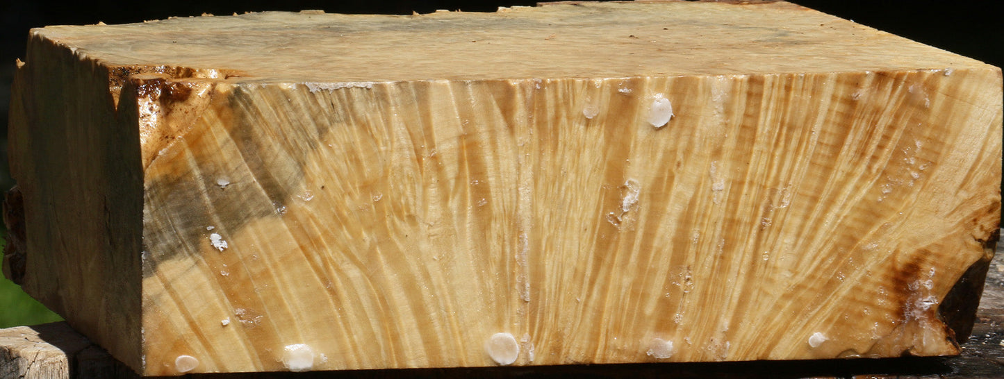 Box Elder Burl Live Edge Turning Blank